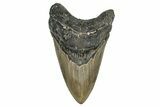 Serrated, Fossil Megalodon Tooth - North Carolina #336961-1